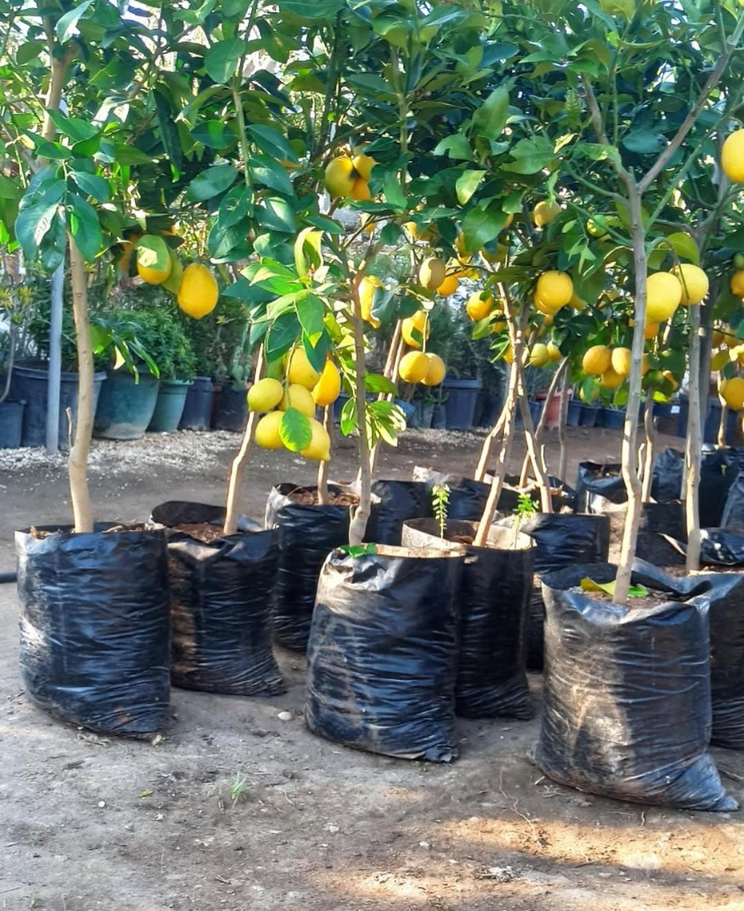 YEDİVEREN LİMON FİDANI